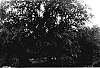 Ulmus%20americana%20%27St.%20Croix%27