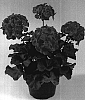 Pelargonium%20x%20hortorum%20%27Oglger11081%27