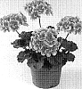 Pelargonium%20x%20hortorum%20%27Oglger12055%27