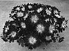Chrysanthemum%20x%20morifolium%20%27Yohudson%20Bay%27