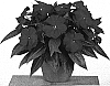 Impatiens%20hawkeri%20%27Fisnics%20Reddie%27