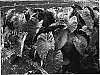 Colocasia%20%27Hilo%20Bay%27