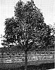 Acer%20truncatum%20%27WF-AT1%27