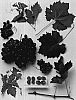 Vitis%20vinifera%20%27Sheegene-13%27