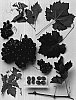 Vitis%20vinifera%20%27Sheegene-13%27