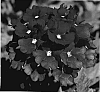 Verbena%20hybrid%20%27KLEVP07360%27
