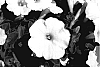 Petunia%20hybrid%20%27KLEPH07140%27