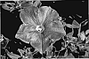 Petunia%20hybrid%20%27KLEPH07137%27