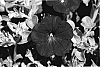 Petunia%20hybrid%20%27KLEPH07138%27