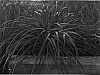 Liriope%20muscari%20%27LIRJ%27