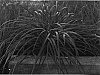 Liriope%20muscari%20%27LIRJ%27