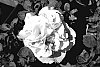 Petunia%20%27KLEPH07145%27