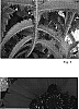 Papaver%20orientale%20%27Flamenco%20Dancer%27