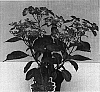 Hydrangea%20macrophylla%20%27Sidaseli%27