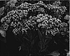 Sedum%20spp.%20%27Class%20Act%27
