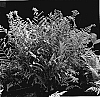 Athyrium%20spp.%20%27Ocean%27s%20Fury%27