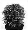 Thuja%20occidentalis%20%27Mirjam%27