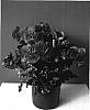Begonia%20x%20hiemalis%20%27Bela%20Lilacpink%27