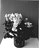 Begonia%20x%20hiemalis%20%27Binos%20Pinky%20White%27