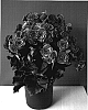 Begonia%20x%20hiemalis%20%27Boriasko%20Dark%27
