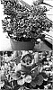 Antirrhinum%20majus%20%27Sunkispinfu%27