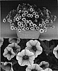 Calibrachoa%20sp.%20%27Sunbelapri%27