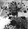 Calibrachoa%20sp.%20%27Sunbelrireni%27