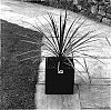 Cordyline%20australis%20%27Charlie%20Boy%27