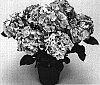 Hydrangea%20macrophylla%20%27Dancing%20Angel%27