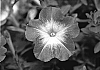 Petunia%20hybrida%20%27KLEPH07134%27