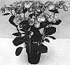 Hydrangea%20macrophylla%20%27Sidashe%27