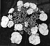 Hydrangea%20macrophylla%20%27Sidasand%27