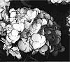 Hydrangea%20macrophylla%20%27Sidasab%27