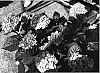 Hydrangea%20macrophylla%20%27Sidasora%27