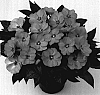 Impatiens%20hawkeri%20%27Duepetpasal%27