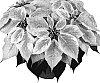 Euphorbia%20pulcherrima%20Willd.%20%27Dueinfinityma%27