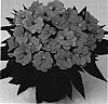 Impatiens%20hawkeri%20%27Duepetticopi%27