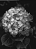 Hydrangea%20macrophylla%20%27Sidashar%27