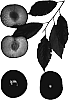 Prunus%20species%20%27Coparose%27