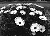 Osteospermum%20ecklonis%20%27Tra%20Yelbic%27