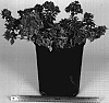 Bougainvillea%20libertatis%20%27Liberty%20Flame%27