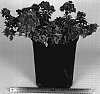 Bougainvillea%20libertatis%20%27Liberty%20Flame%27