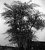 Mahonia%20sp.%20%27Soft%20Caress%27