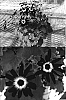 Senecio%20cruentus%20x%20Senecio%20heritieri%20%27Sunsenebaibai%27