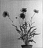 Papaver%20orientale%20%27Paradiso%27