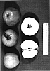 Malus%20domestica%20Borkh%20%27Fugache%27