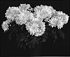 Yokingsville%20%27Chrysathemum%20x%20morifolium%27