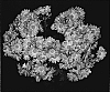 Chrysanthemum%20%20x%20morifolium%20%27Dark%20Orange%20Yocupertino%27