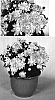 Chrysanthemum%20x%20morifolium%20%27Empire%20Emma%27