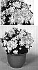 Chrysanthemum%20x%20morifolium%20%27Empire%20Emma%27